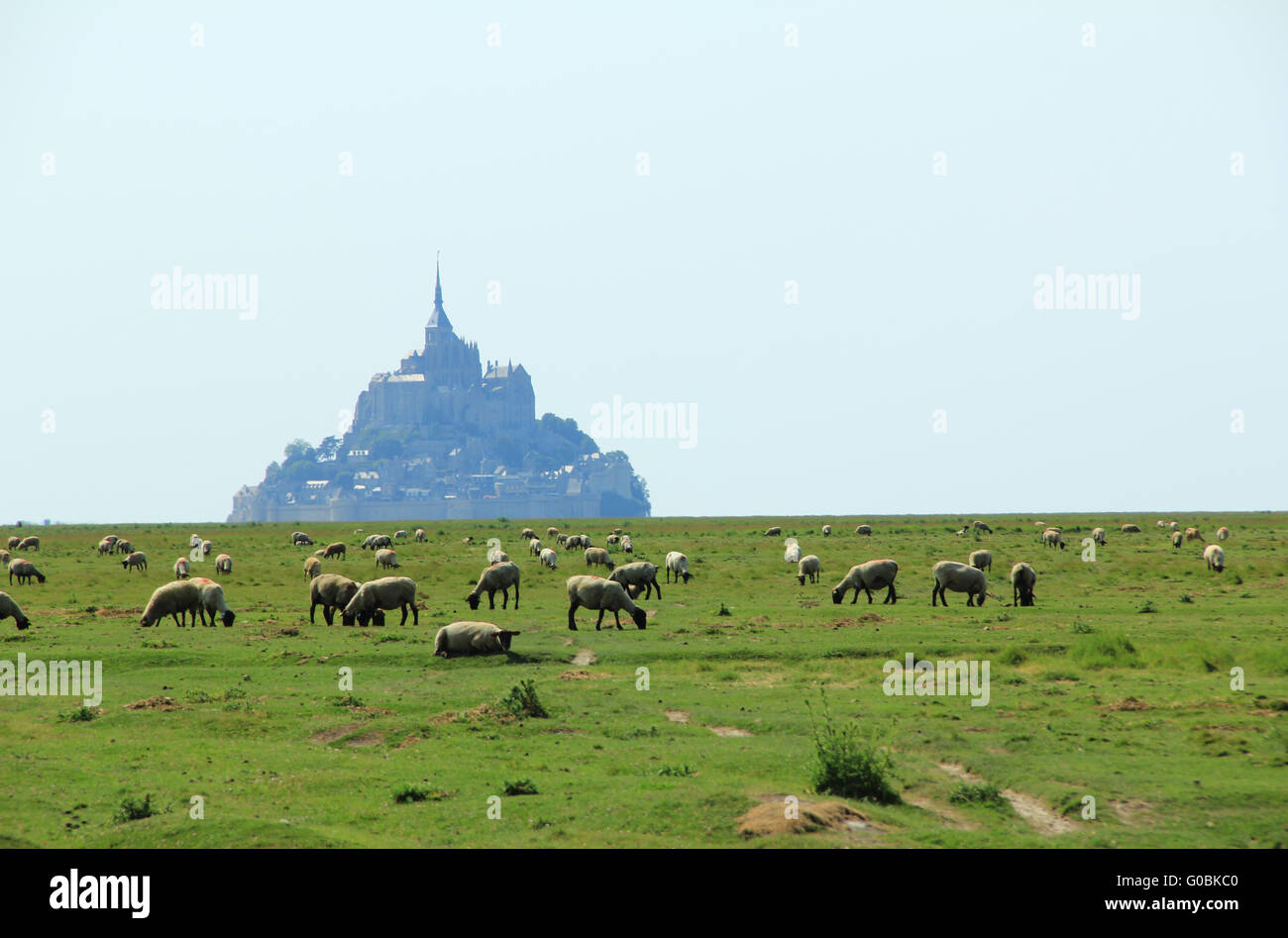 Schafe vor Mont, Frankreich Stockfoto