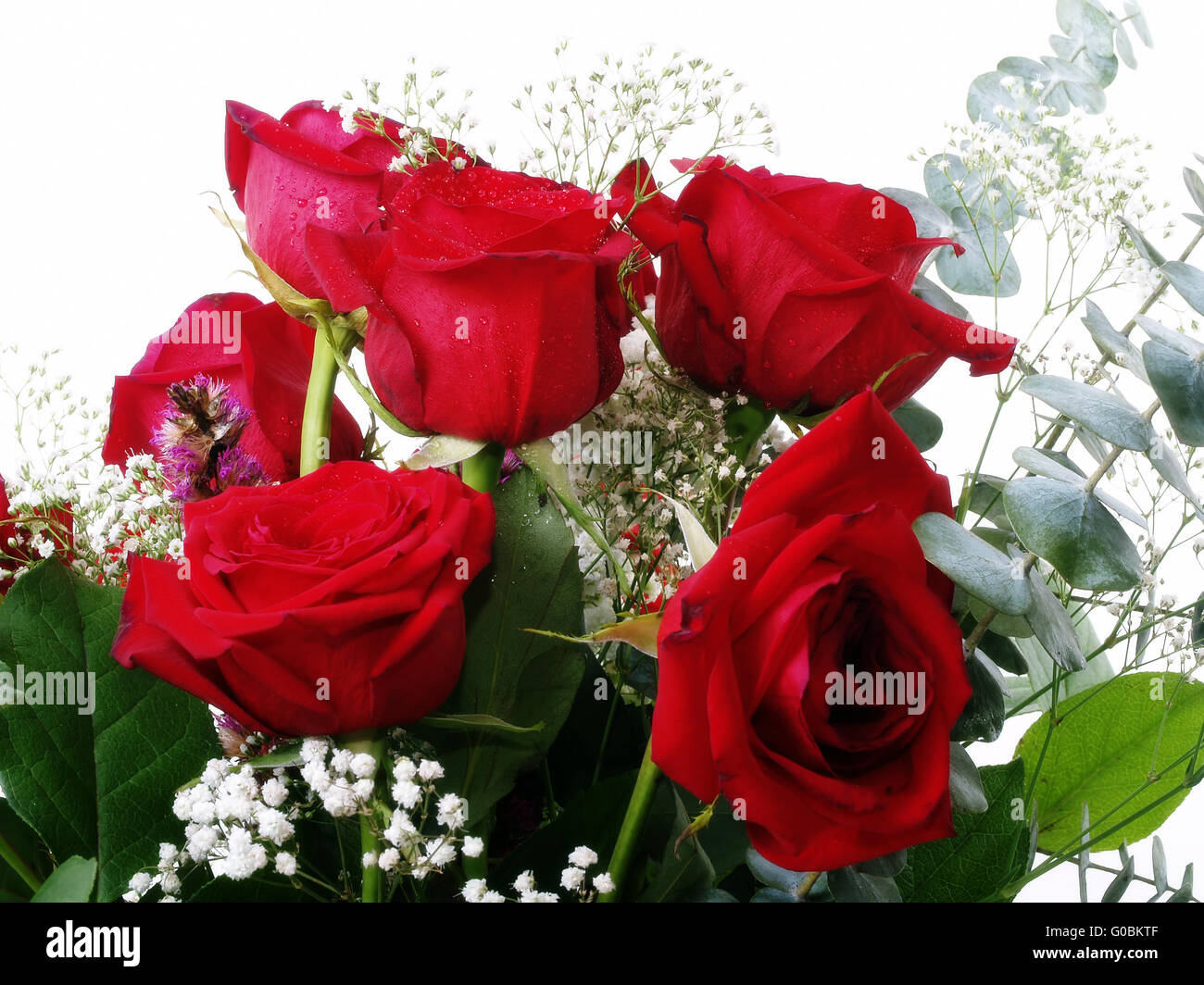 Sechs rote Rosen mit grünen Blättern angeordnet Stockfoto