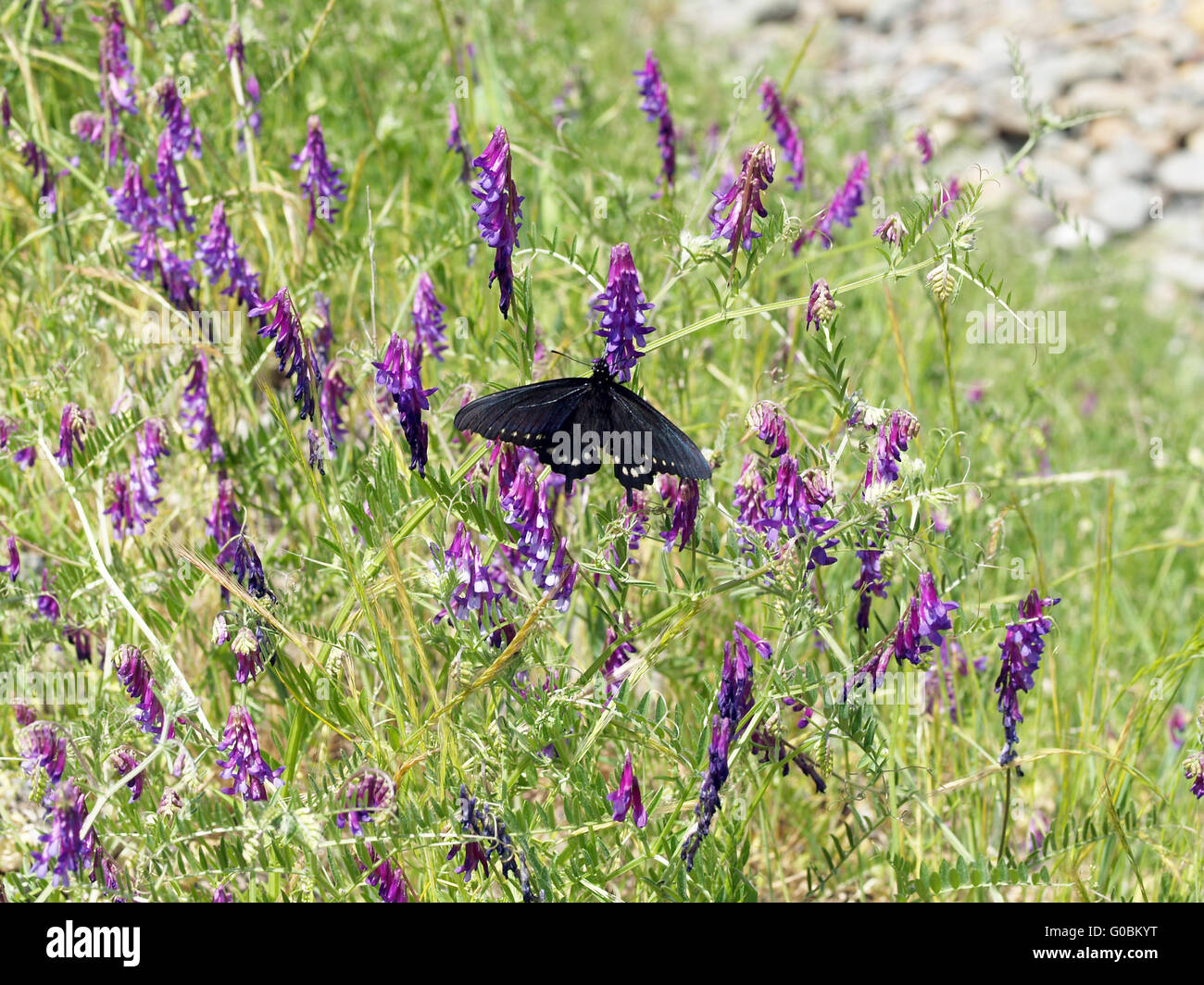 Schmetterling landete auf lila Blüten mit Flügeln aus-gedehnt Stockfoto