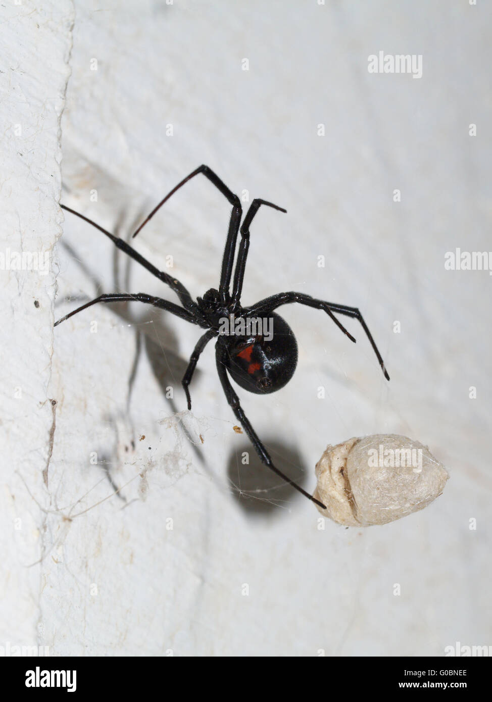 Schwarze Witwe Spinne Gegen Haus Mit Ei Sack Und Web Stockfoto