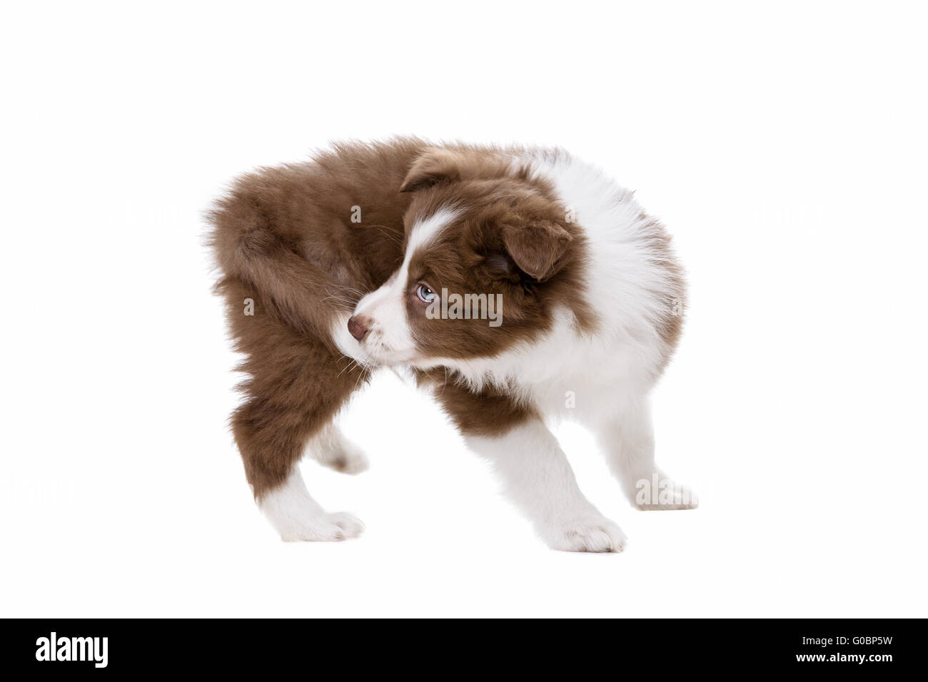 Border Collie Welpen Hund vor einem weißen Hintergrund Stockfoto