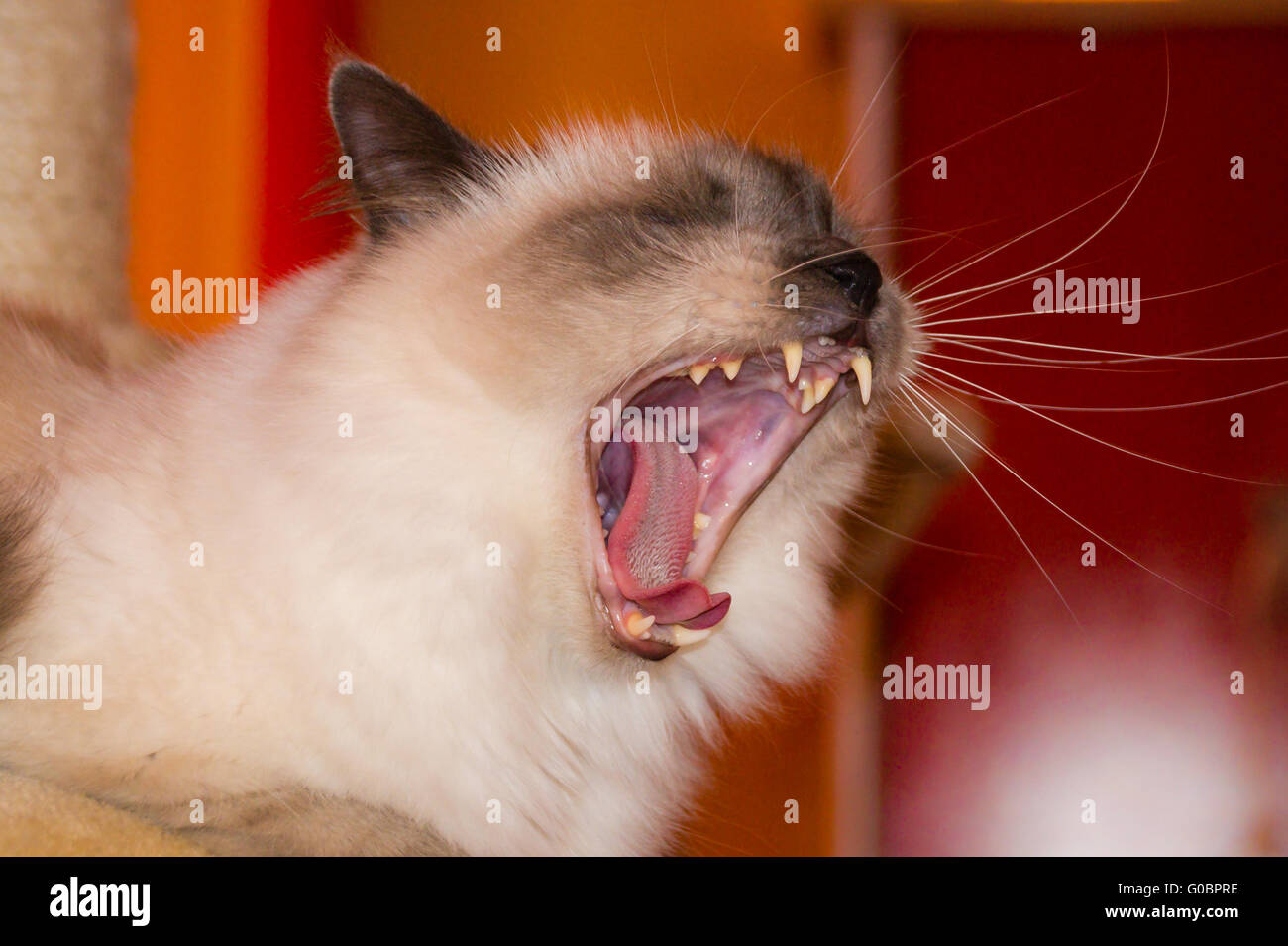 Gähnende Katze Stockfoto