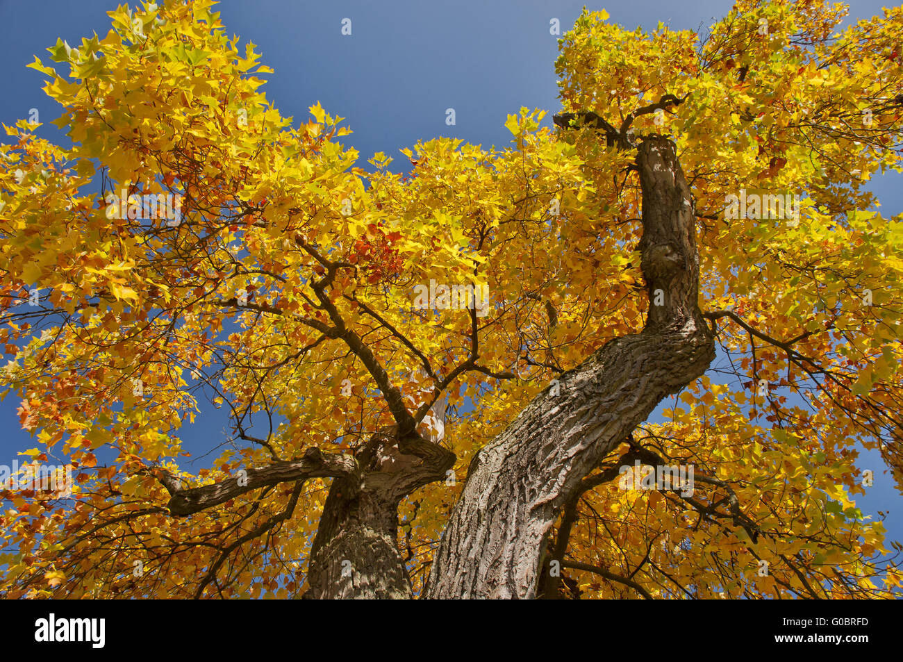 Ahorn Baumkrone Stockfoto