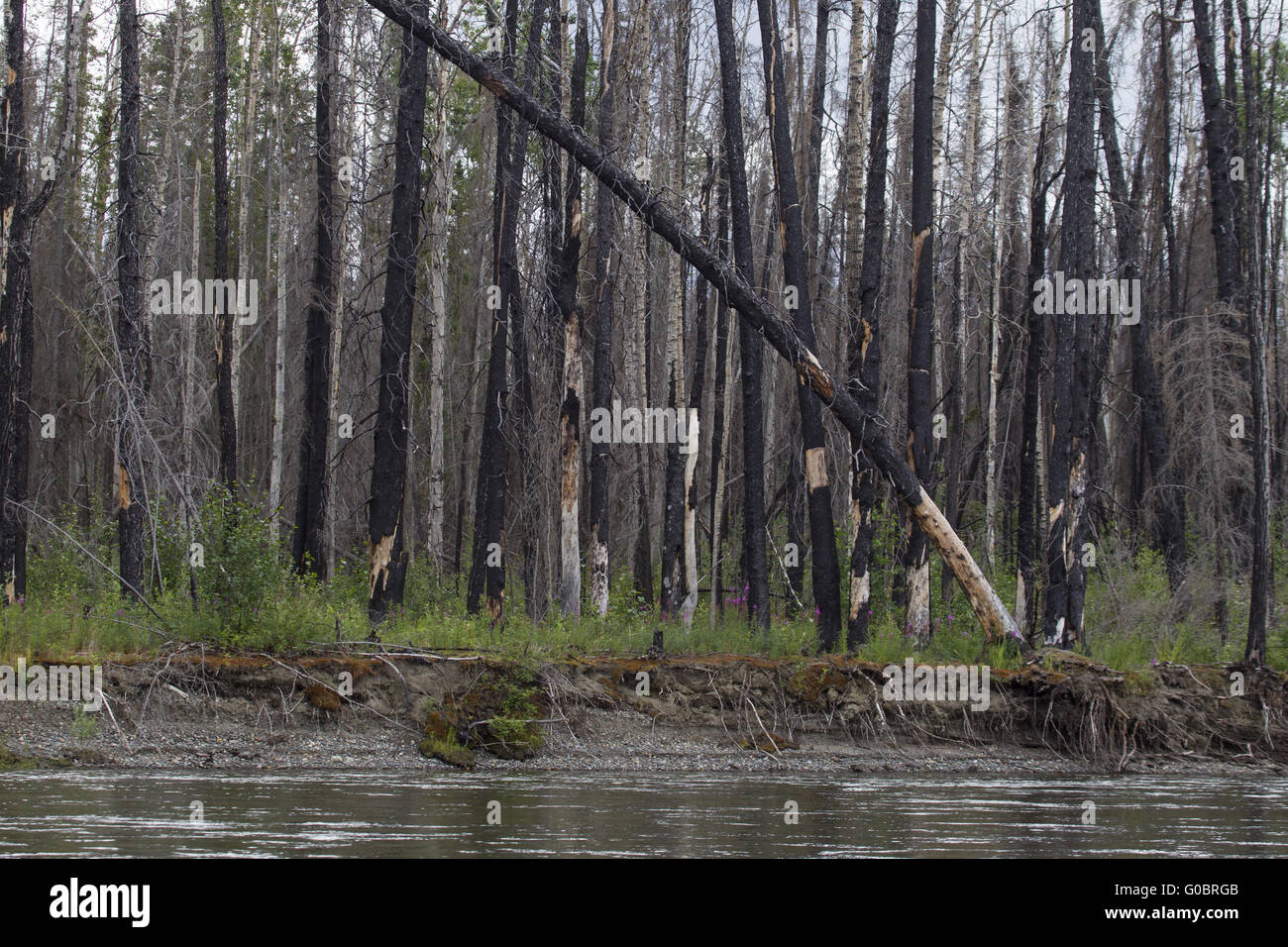 Yukon River - Waldbrand Stockfoto