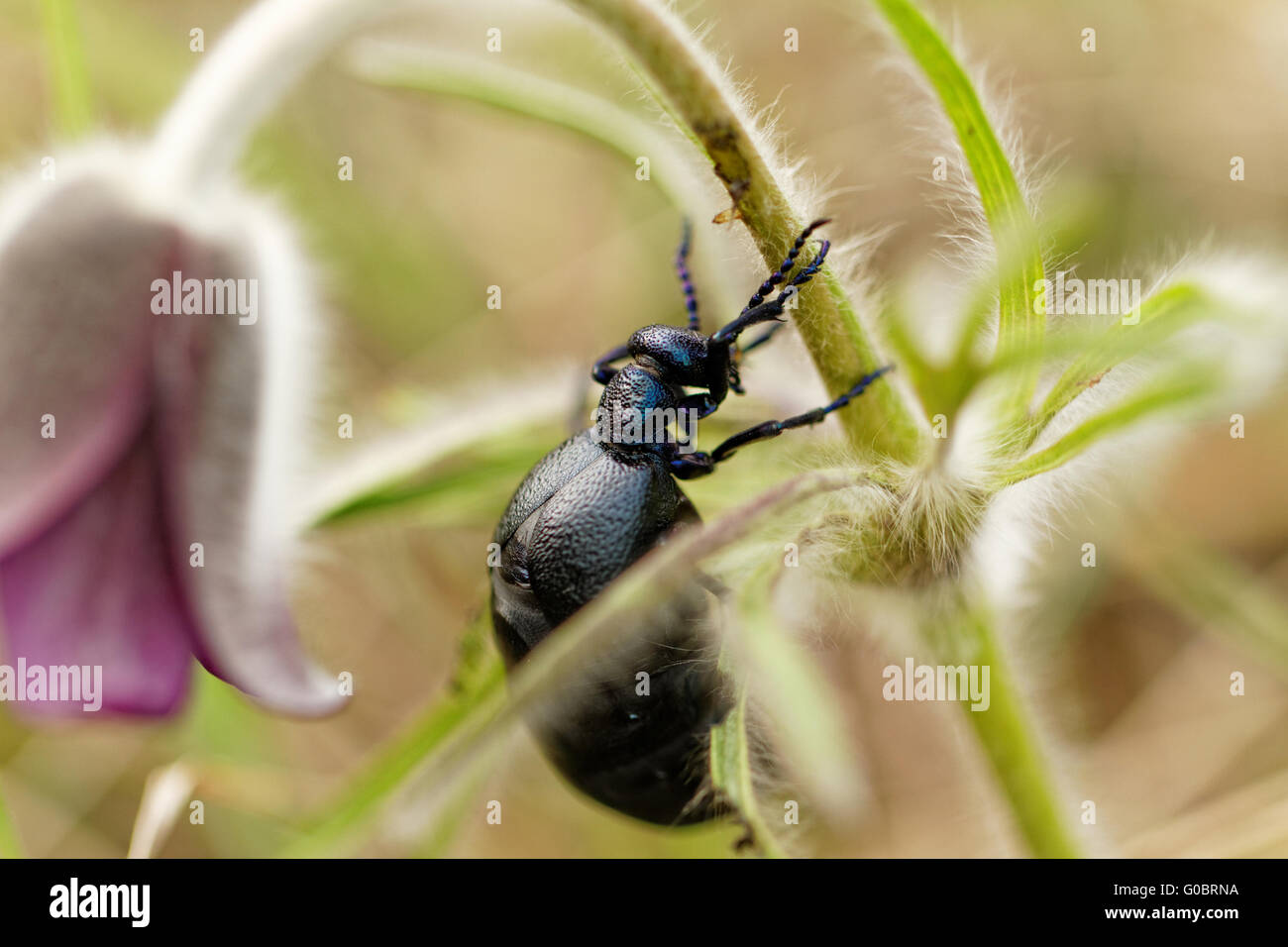 Nahaufnahme Foto von einer Chafter auf die lila Blume Stockfoto
