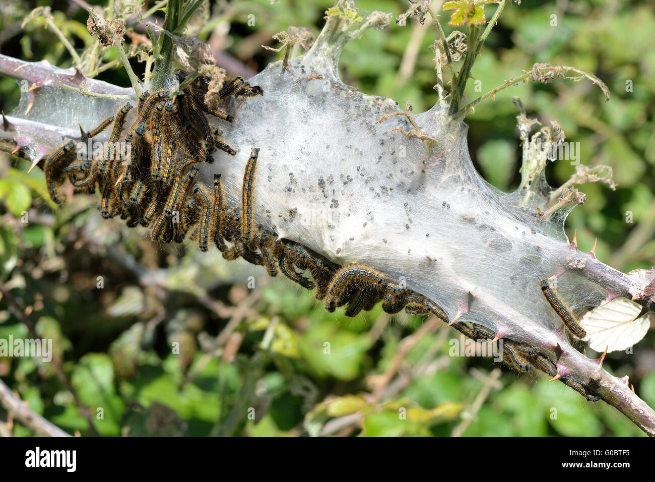 Lakai Motte Caterpillers (Malacosoma Neustrien). Große Anzahl von Larven in der Familie Lasiocampidae, gesellige Fütterung im Zelt Stockfoto