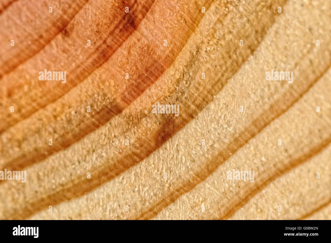 Holz Rettungsringe Stockfoto