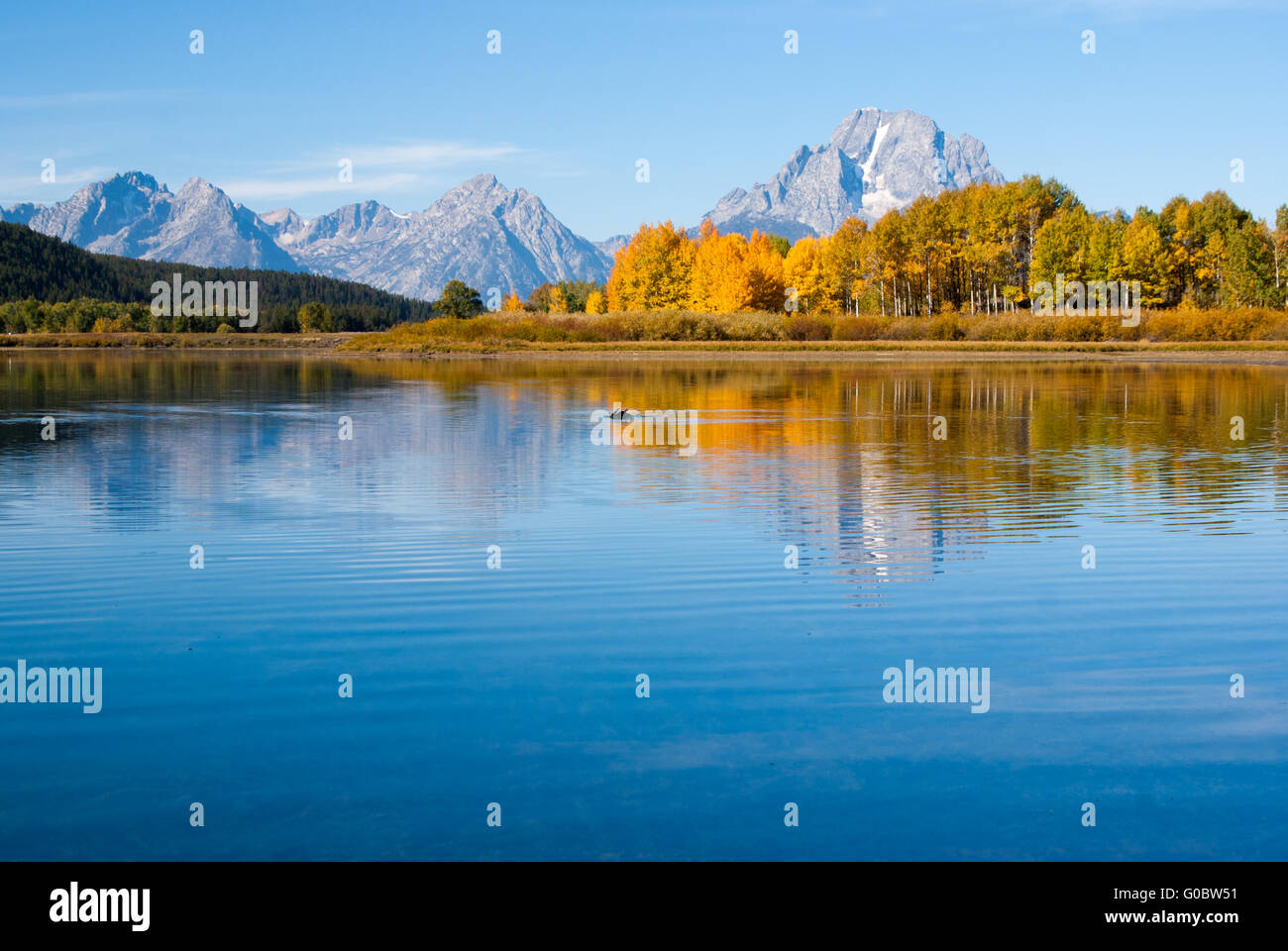 Elch schwimmt in den Reflexionen des Grand Teton See Stockfoto