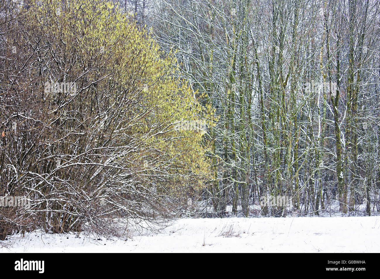 Wald mit blühen Hasel Baum im winter Stockfoto