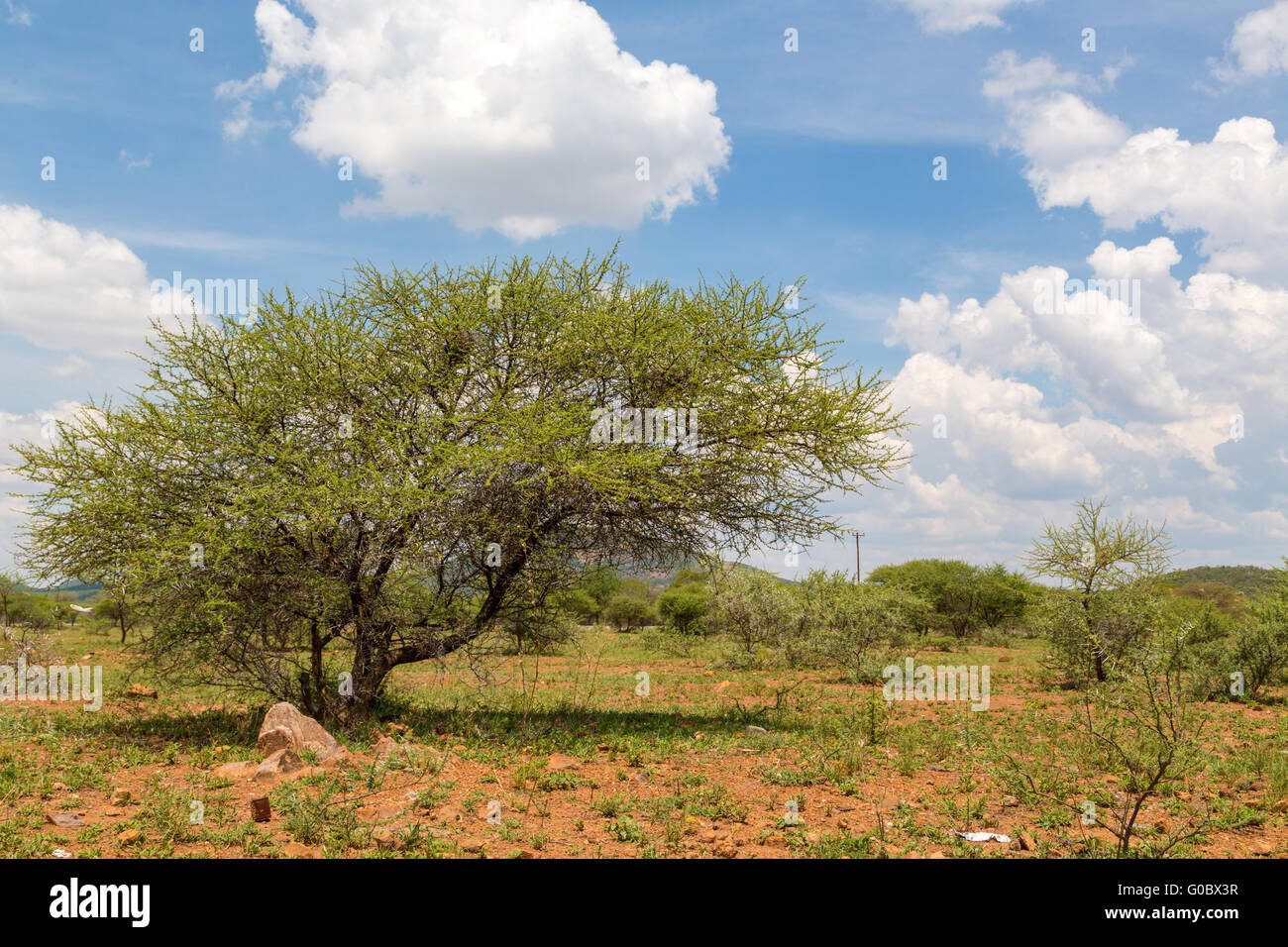 Sträucher im trockenen Savanne Grasland von Botswana Stockfoto