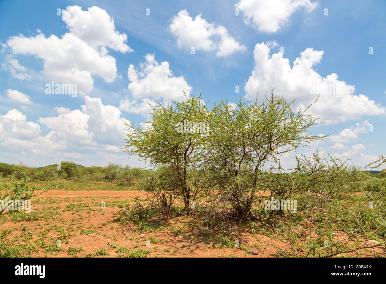 Sträucher im trockenen Savanne Grasland von Botswana Stockfoto