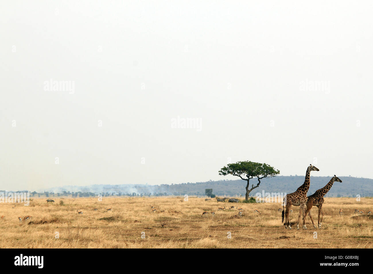 Giraffe-paar auf Savannah Stockfoto