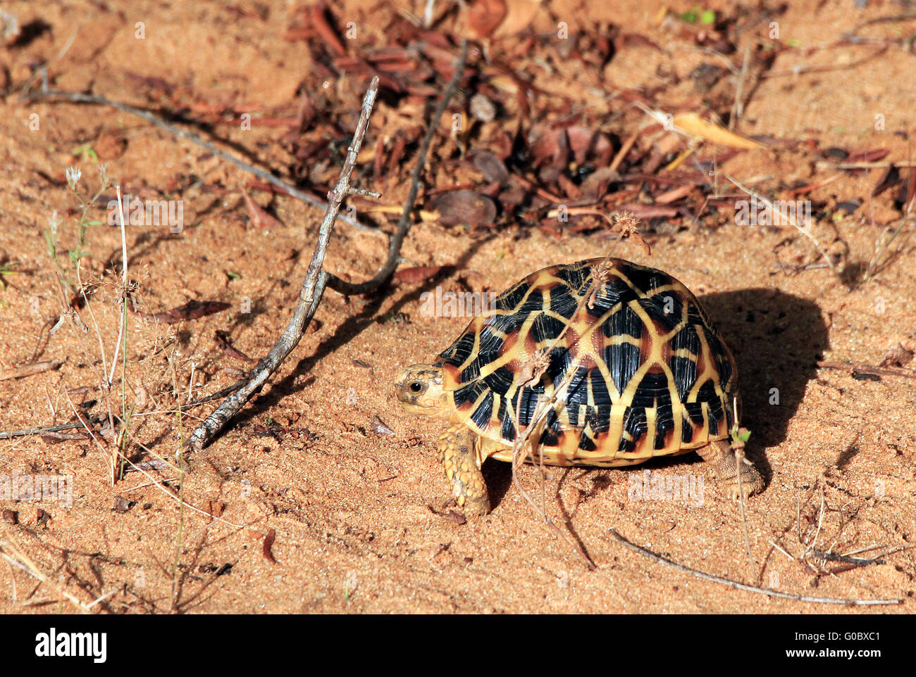 Indische Sterne Schildkröte Stockfoto
