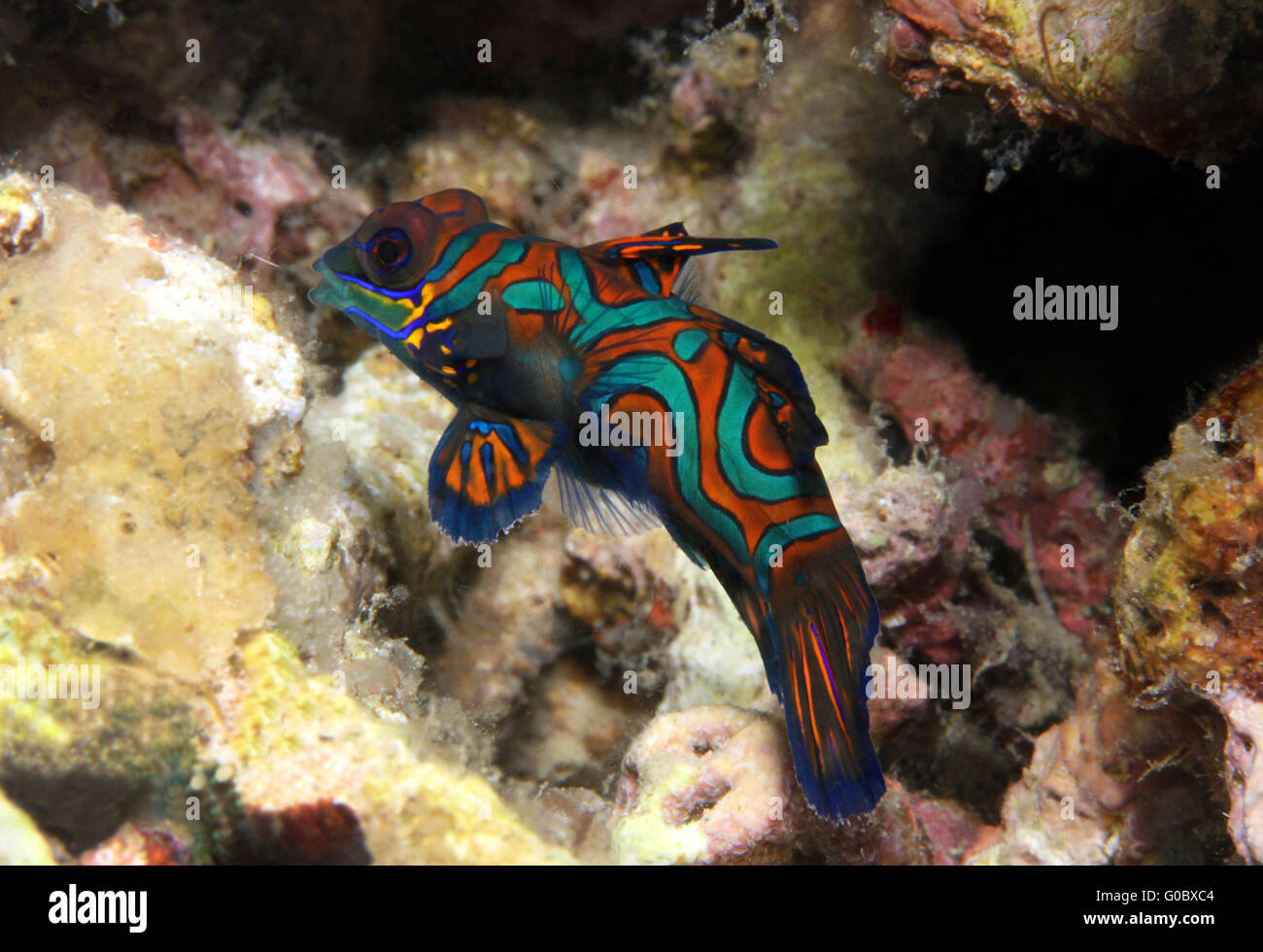 Mandarienenfische Stockfoto