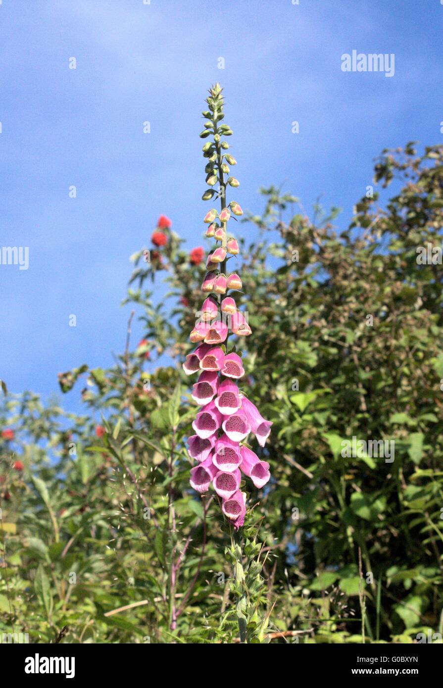 Fingerhut in Böschung Stockfoto