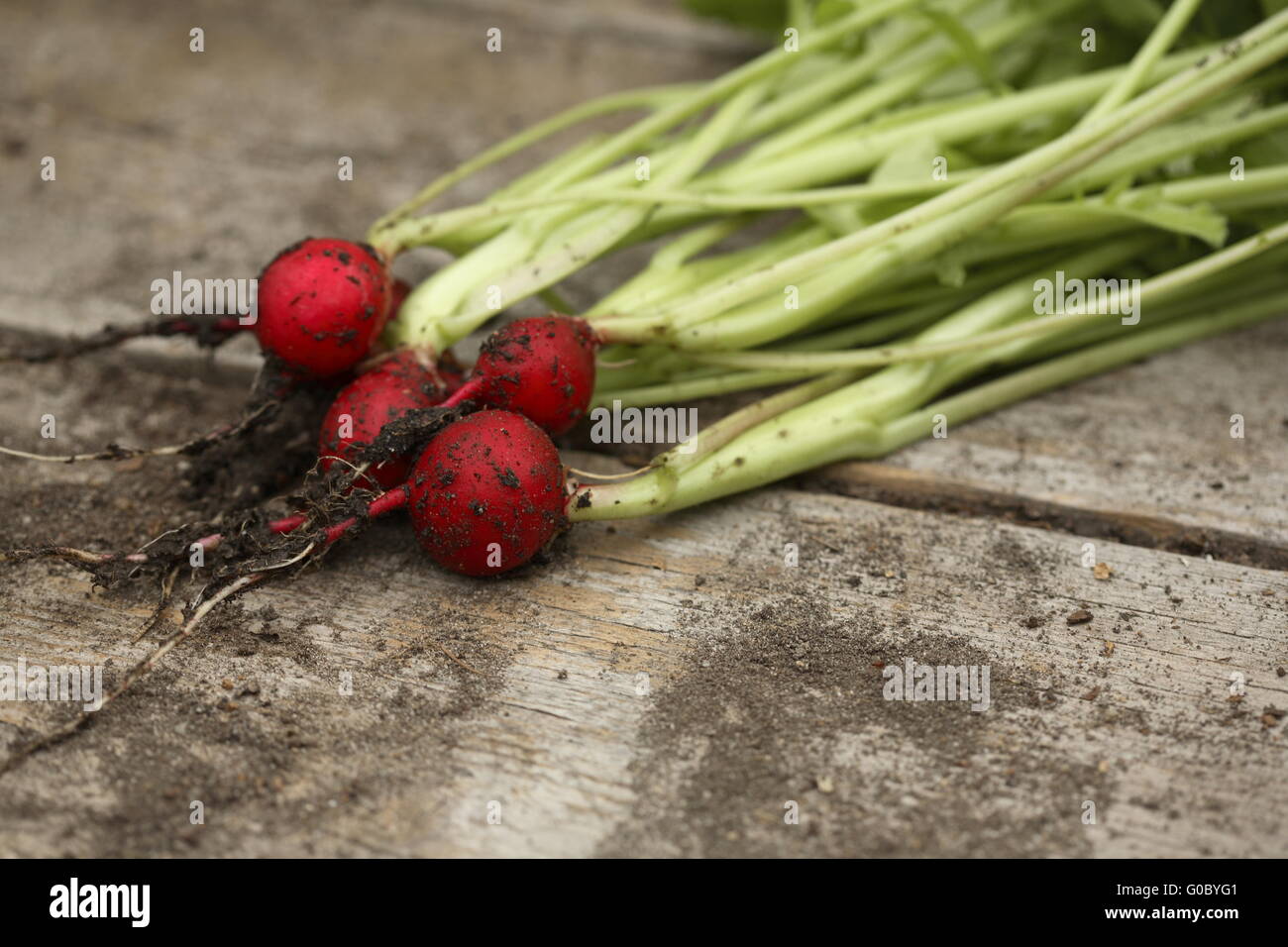 Radieschen Stockfoto