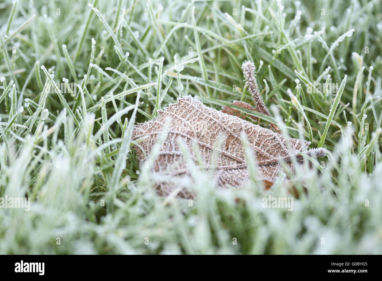 Frost-bedeckten Rasen Stockfoto