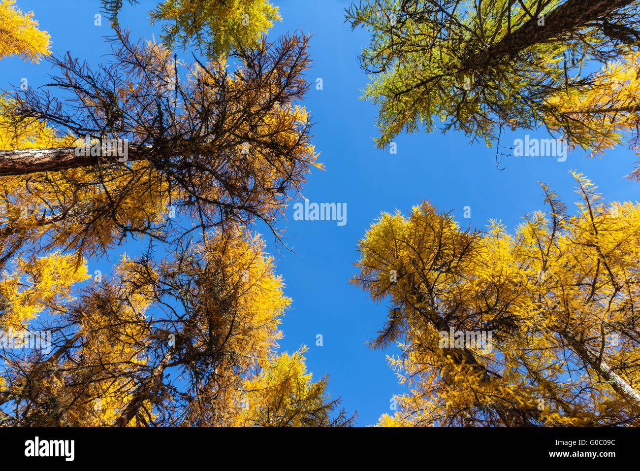 Nachschlagen in den blauen Himmel durch die bunte Lärche an einem sonnigen Herbsttag im Wald im Engadin, Kanton Graubünden, Schweiz Stockfoto