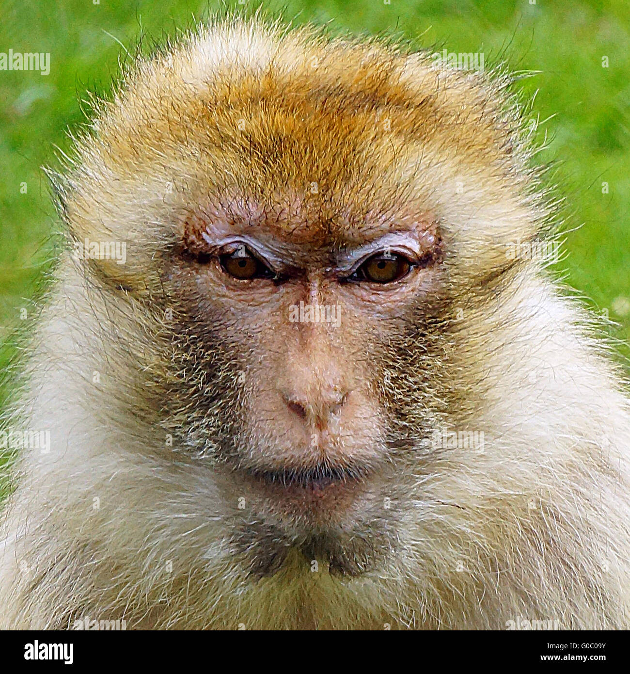 Berberaffen (Macaca Sylvanus) auf Folly Farm in der Nähe von Tenby South Wales Stockfoto