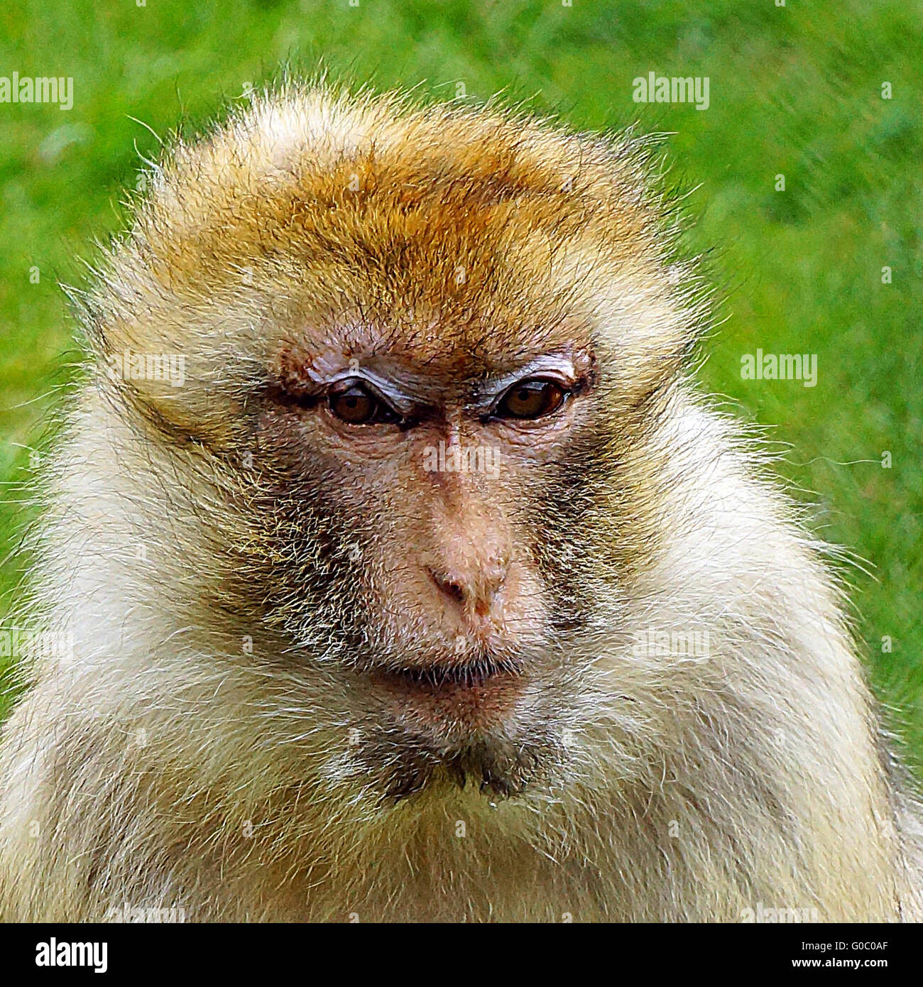 Berberaffen (Macaca Sylvanus) auf Folly Farm in der Nähe von Tenby South Wales Stockfoto
