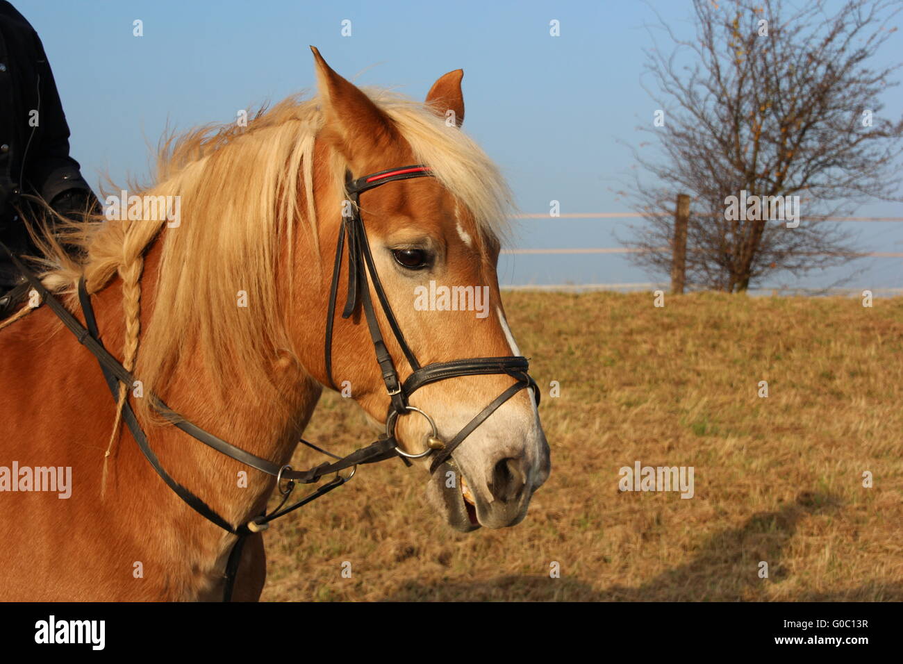 Eine braune Pferd Stockfoto