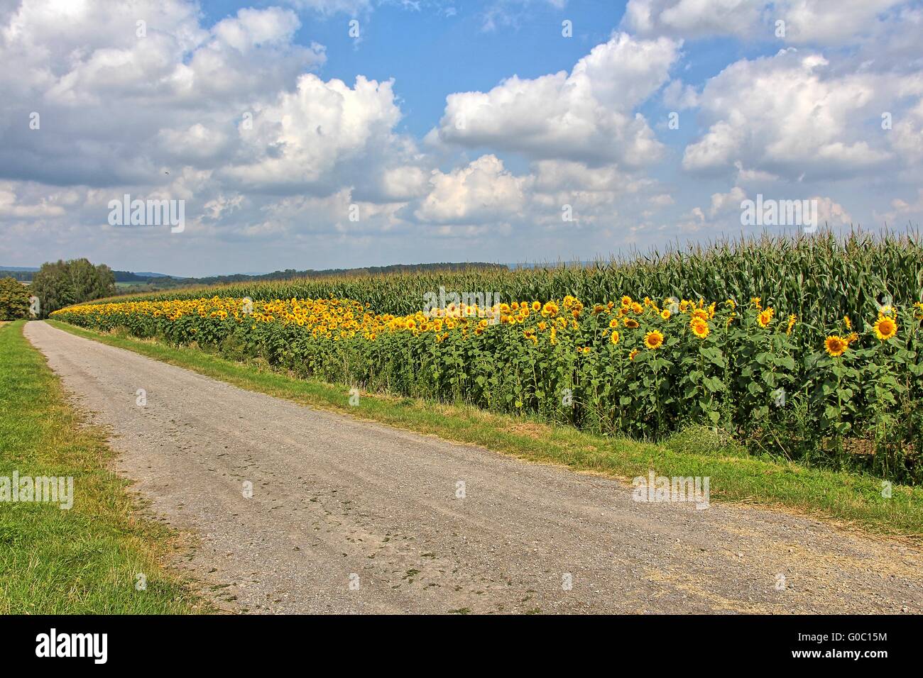 Ein Sonnenblumenfeld in einer Straße im Sommer Stockfoto