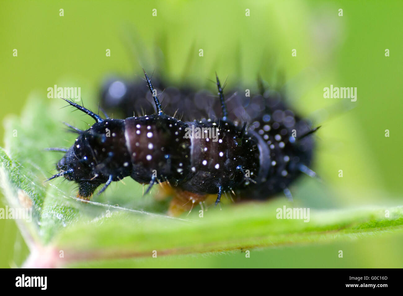 Makros Insekten. Raupe ein Schmetterling Pfau Auge Stockfoto