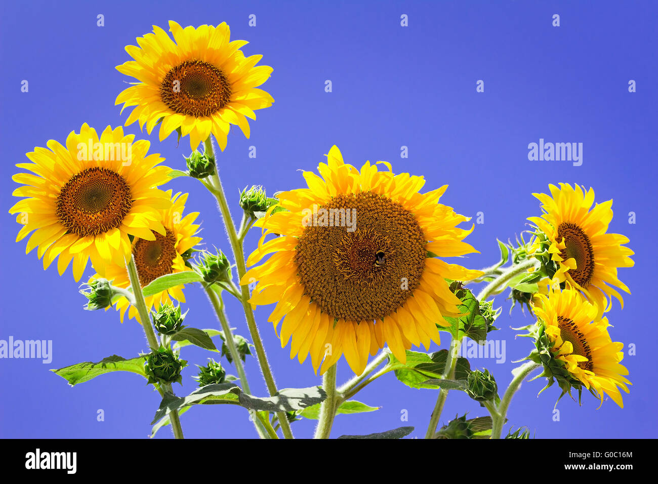 Große Blüten in eine Sonnenblume gegen den blauen Himmel. Stockfoto