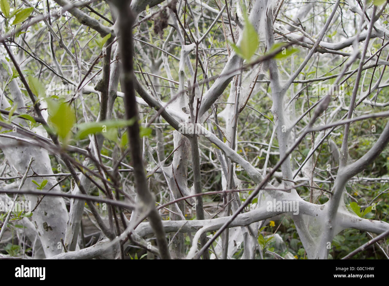 schrecklich schrecklich Motte Bäume tötet, spinnt ein Netz Stockfoto
