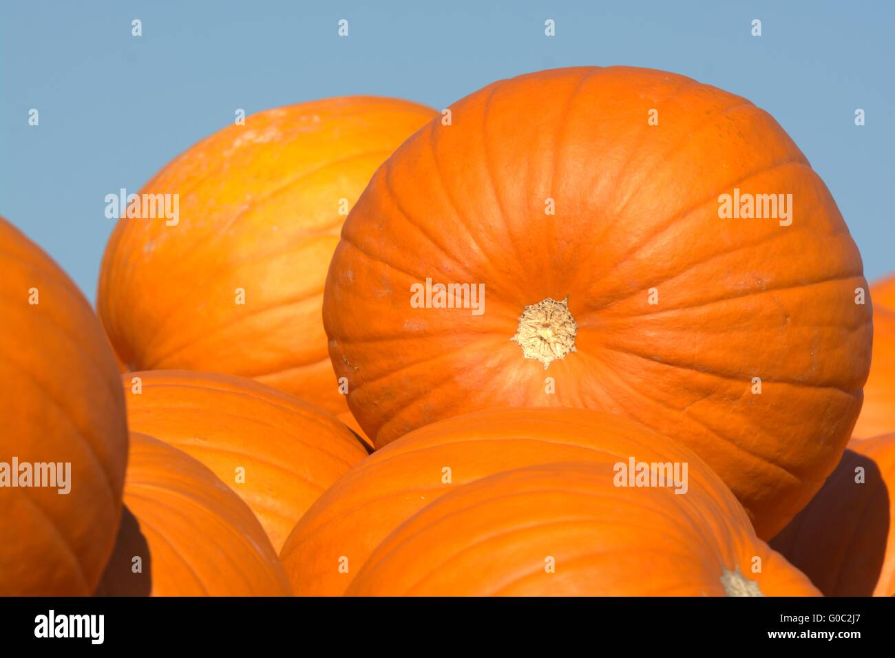 Kürbisse Stockfoto