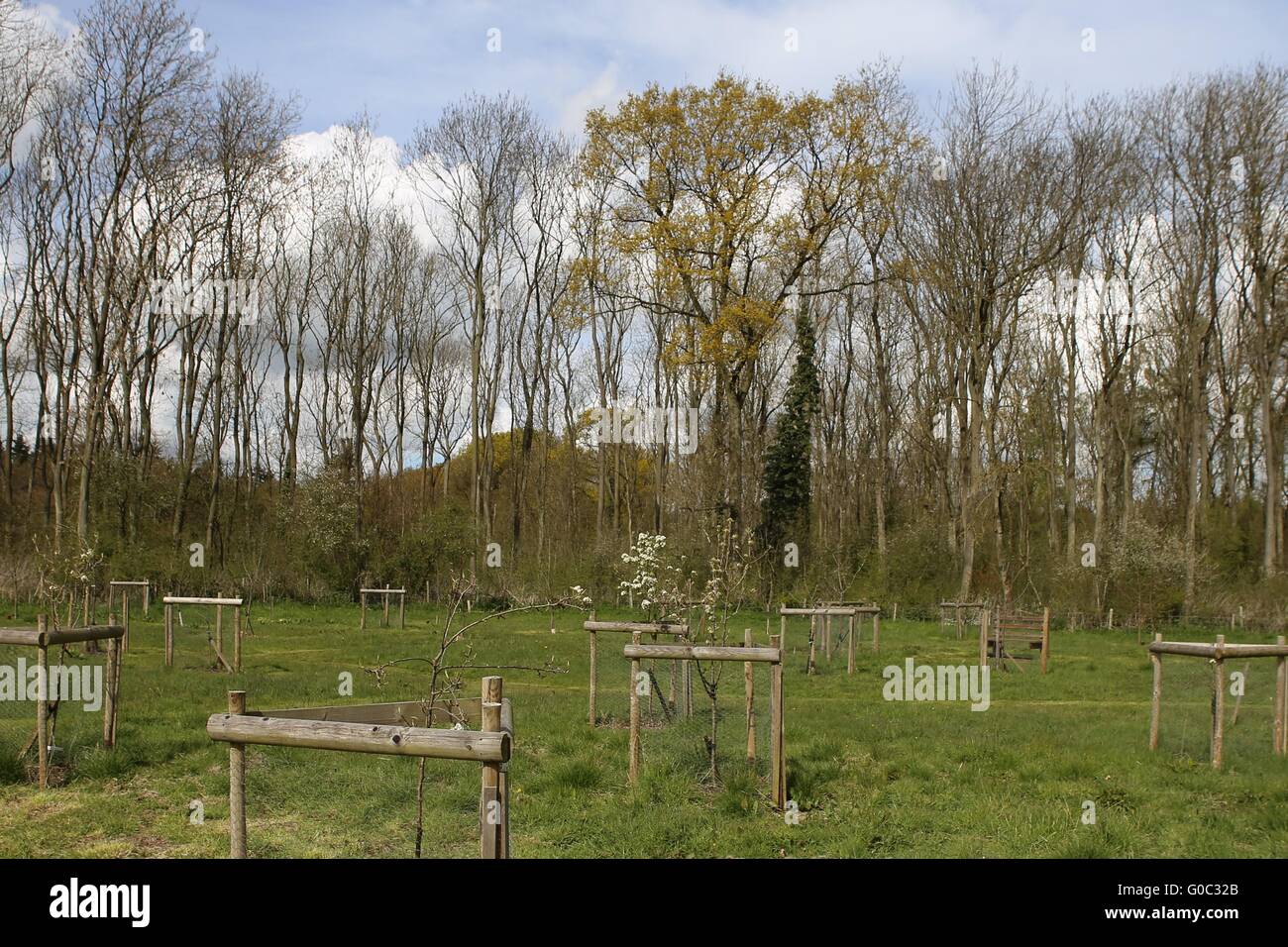 Baum bewacht Bourne Woods Lincolnshire UK Stockfoto