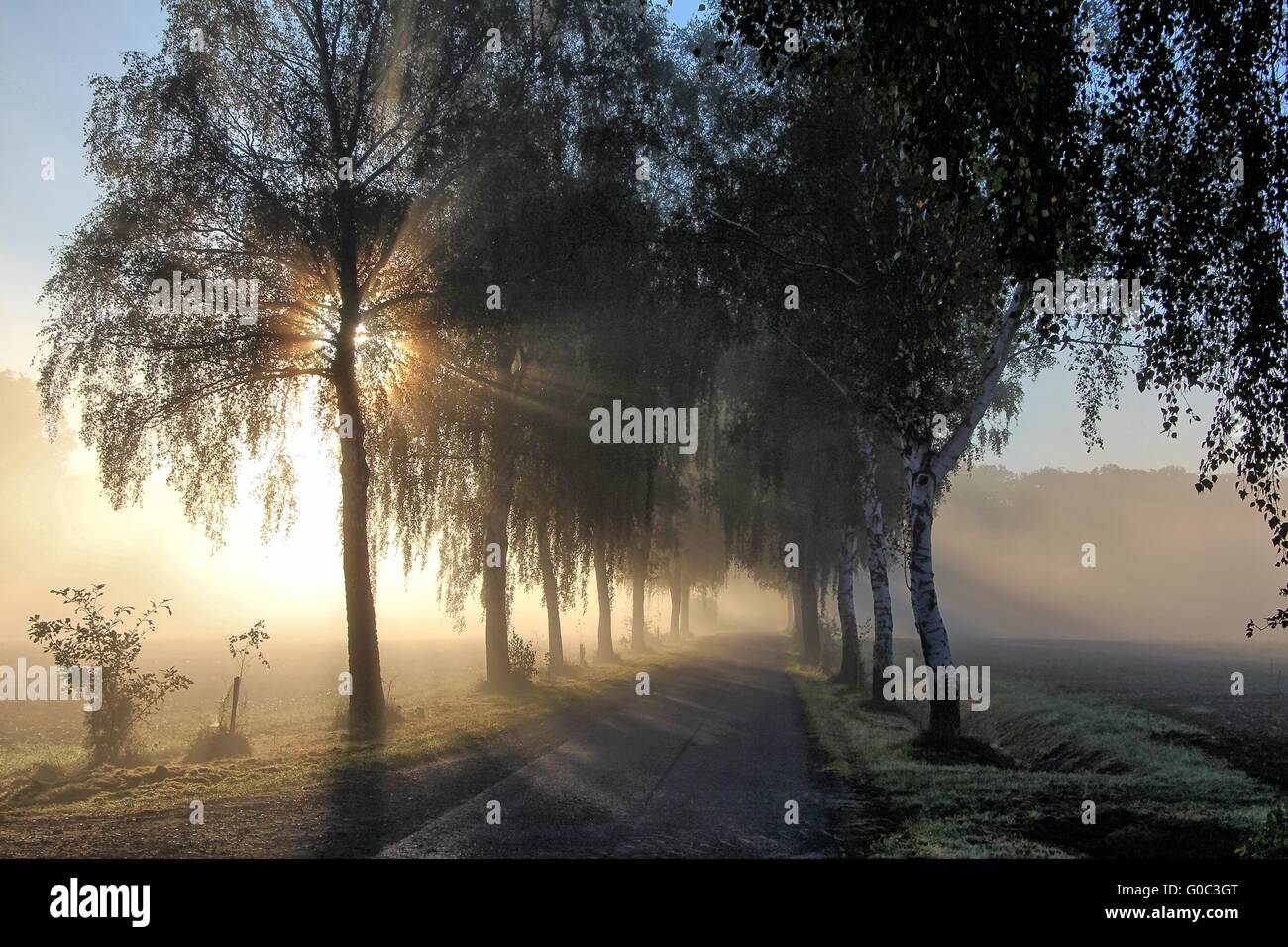 Sonne Strahlen, glänzen durch Blätter und Zweige auf ein Stockfoto