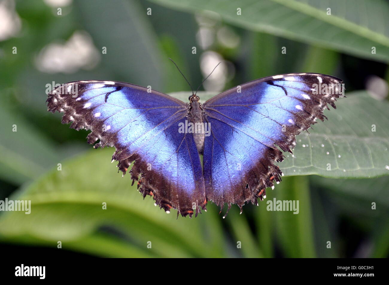 Blauen Morpho-Schmetterling Stockfoto