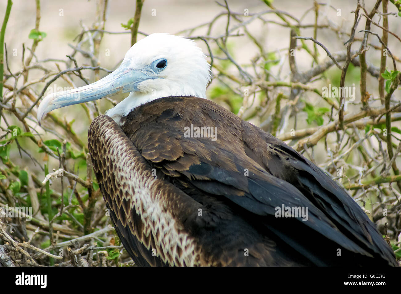 Junge wunderschöne Fregattvogels, North Seymour, Gala Stockfoto