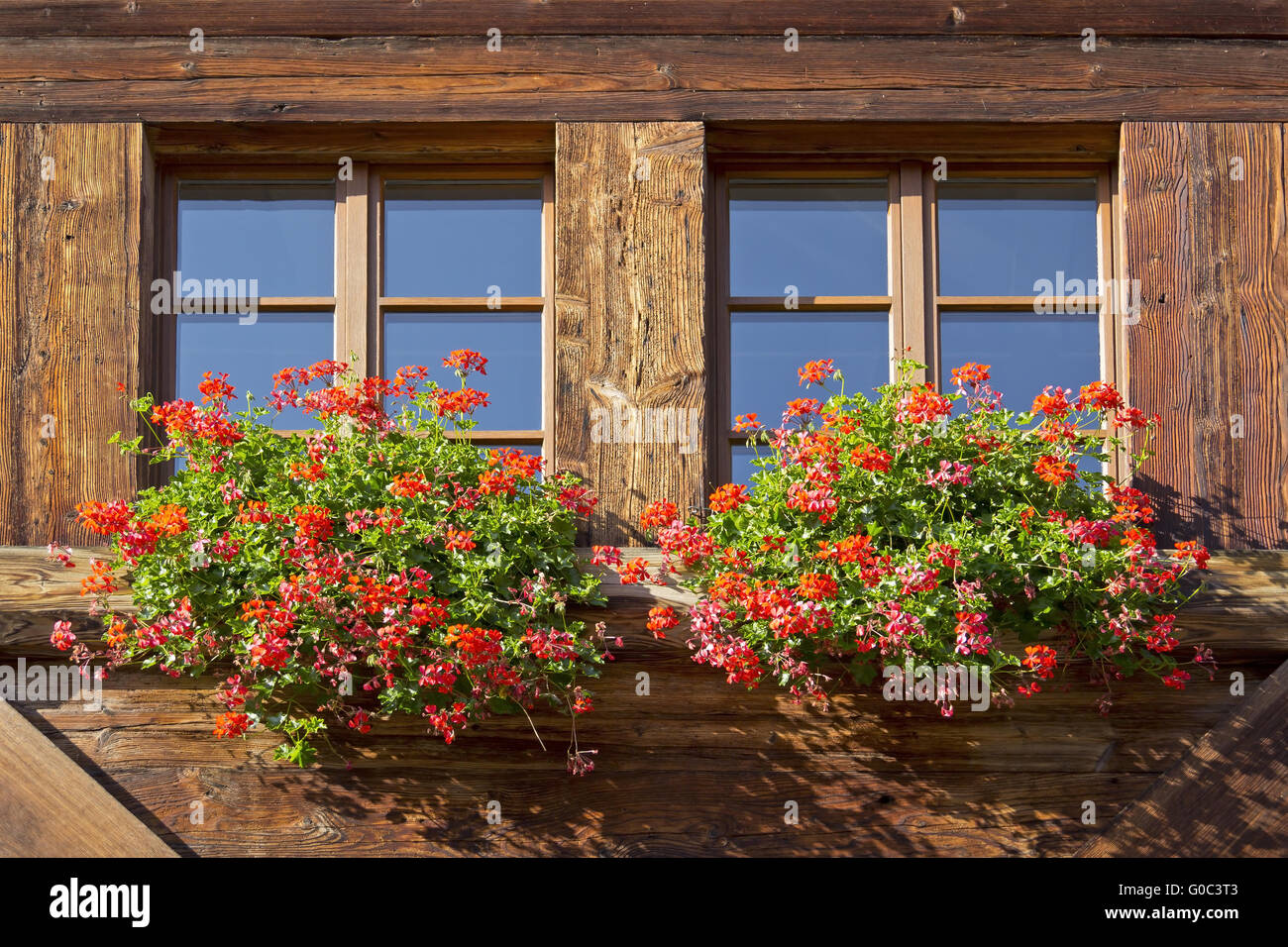 Zwei Fenster mit Blumen Stockfoto