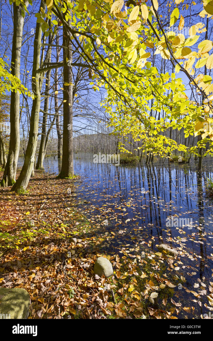 Sumpf im Wald Stockfoto