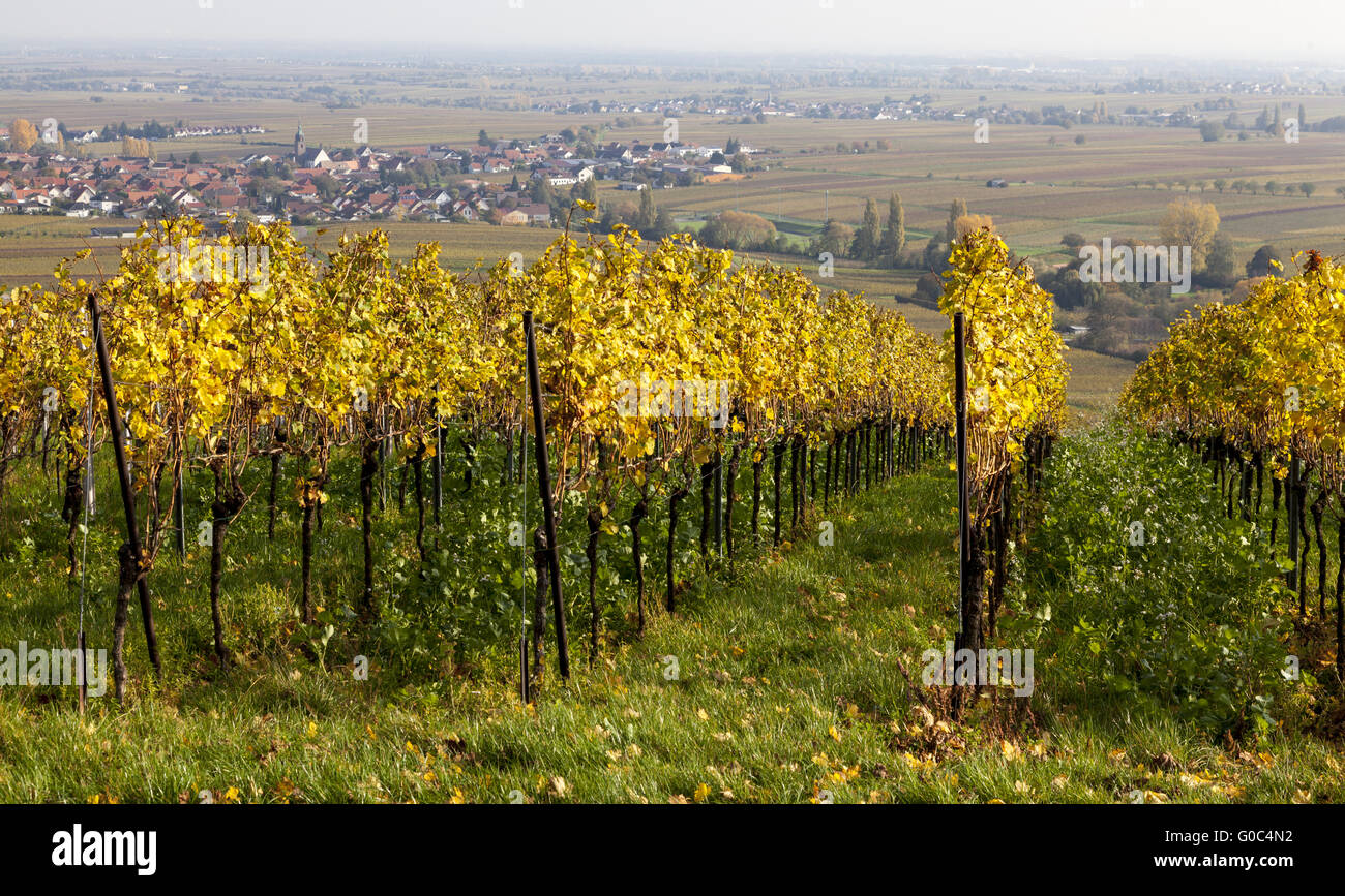 Mit Blick auf die Weinberge von der Weinstadt Hainfel Stockfoto