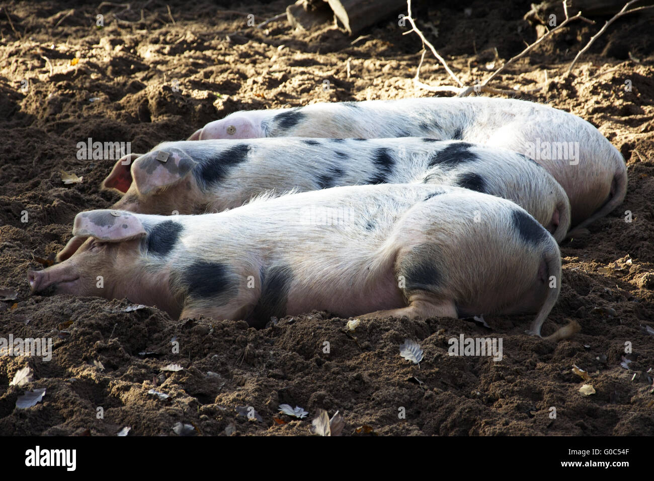 Drei glückliche Schweine Stockfoto