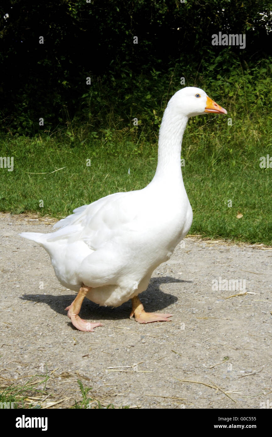 Glückliche Gänse Stockfoto