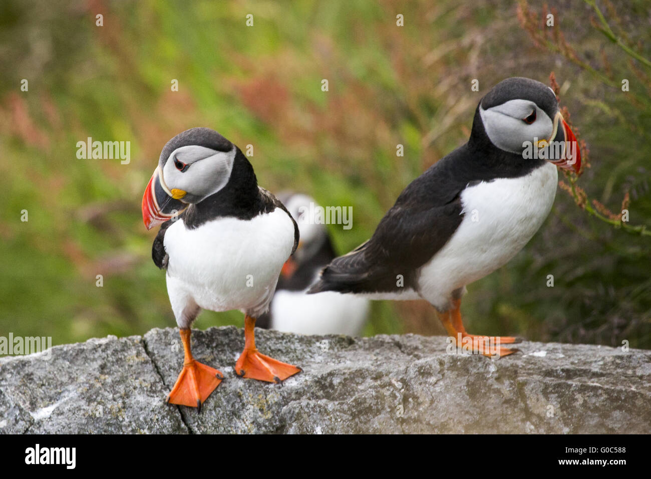 zwei gemeinsame Papageientaucher auf Felsen Stockfoto