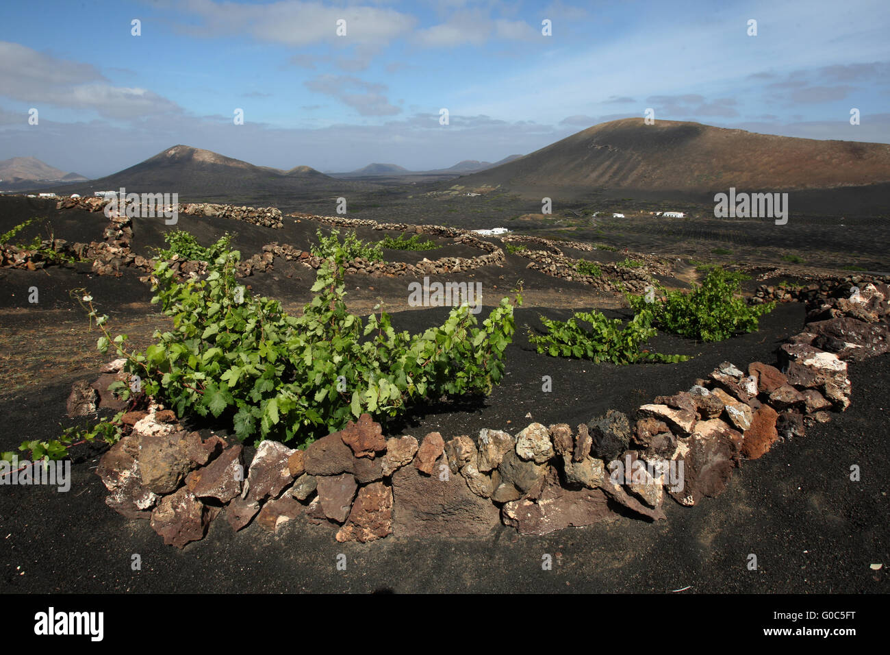 Traube Landwirtschaft lanzarote Stockfoto