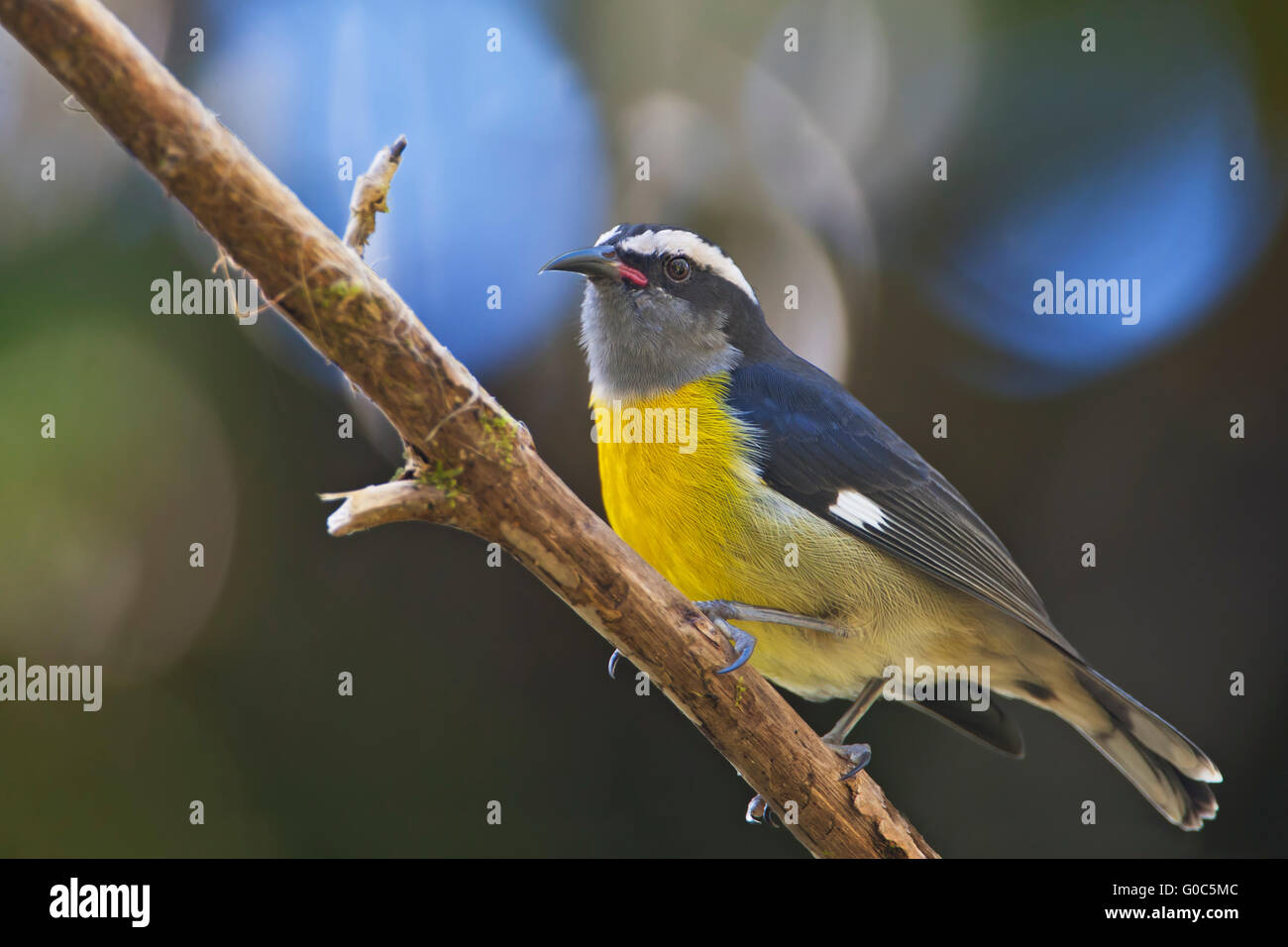 Puerto Rican Bananaquit (Coereba Flaveola Portoricensis) Unterart, El Yunque Regenwald, Puerto Rico Stockfoto