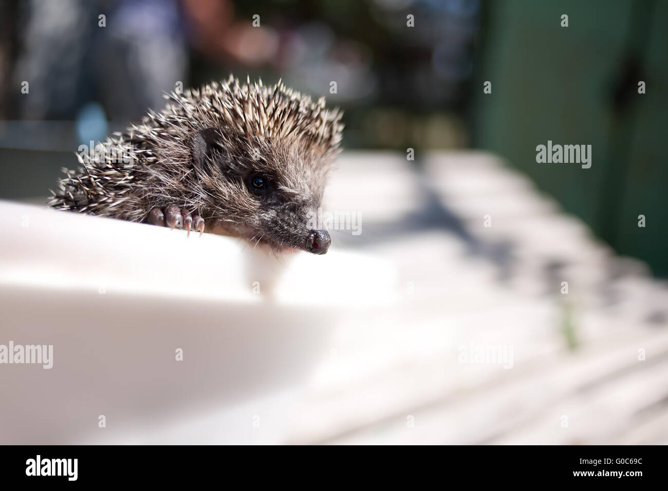 Igel Stockfoto