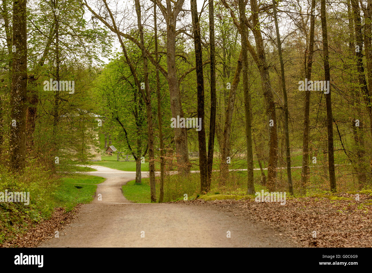 Kreuzung der Dirt-Tracks im Frühling Wald, Stuttgart Stockfoto