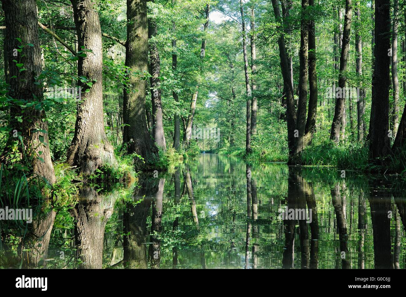 Spreewald-Wald-Tube-Kanal Brandenburg Deutschland Stockfoto