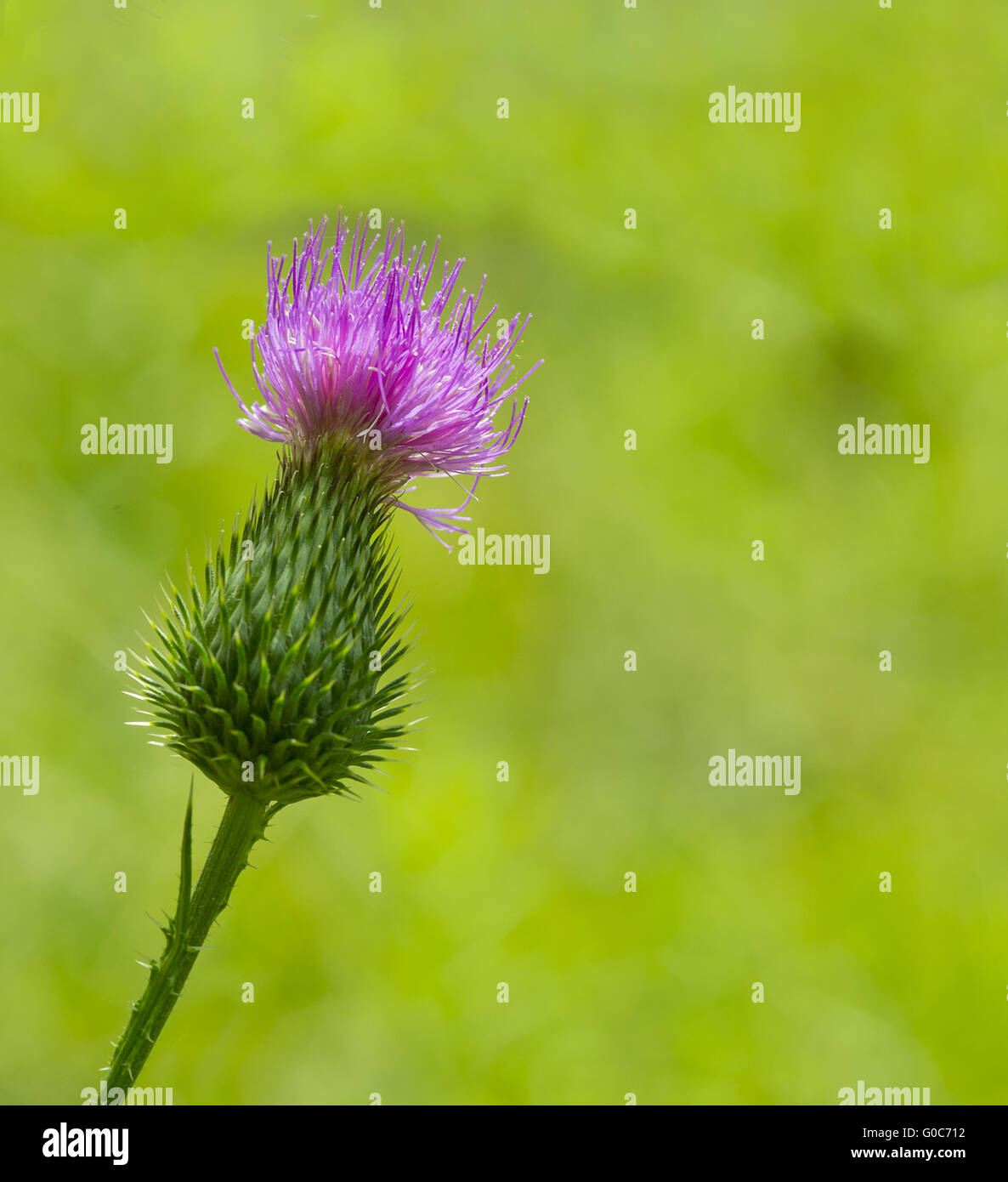 Distel Stockfoto