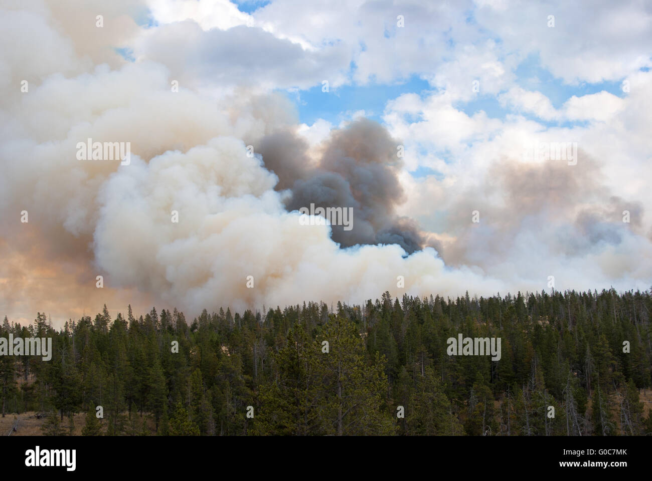 Waldbrände Wolken mit Flammen in Yellowstone Stockfoto