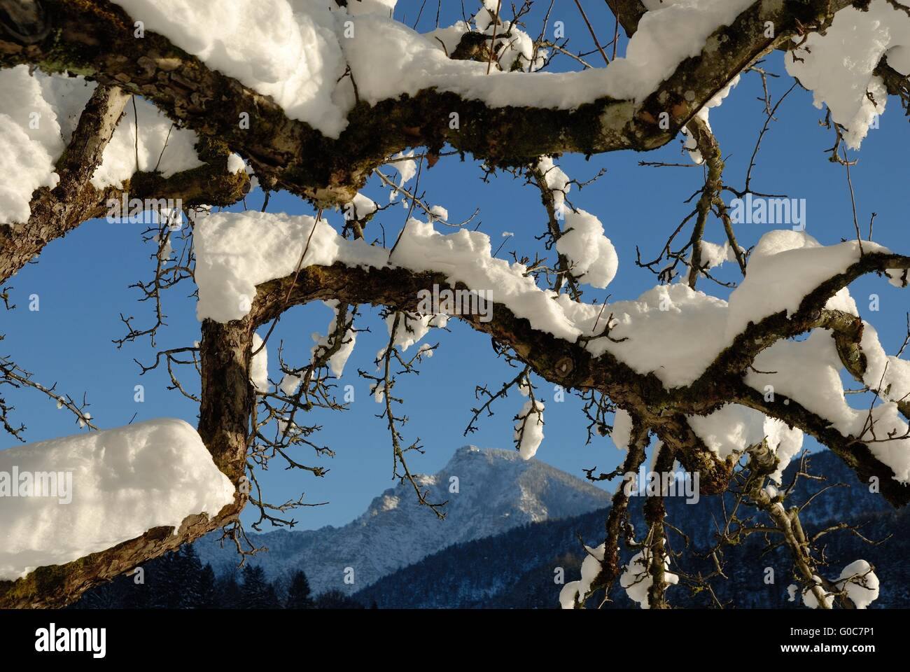 Verschneite Obstbaum und Berg Predigtstuhl Stockfoto