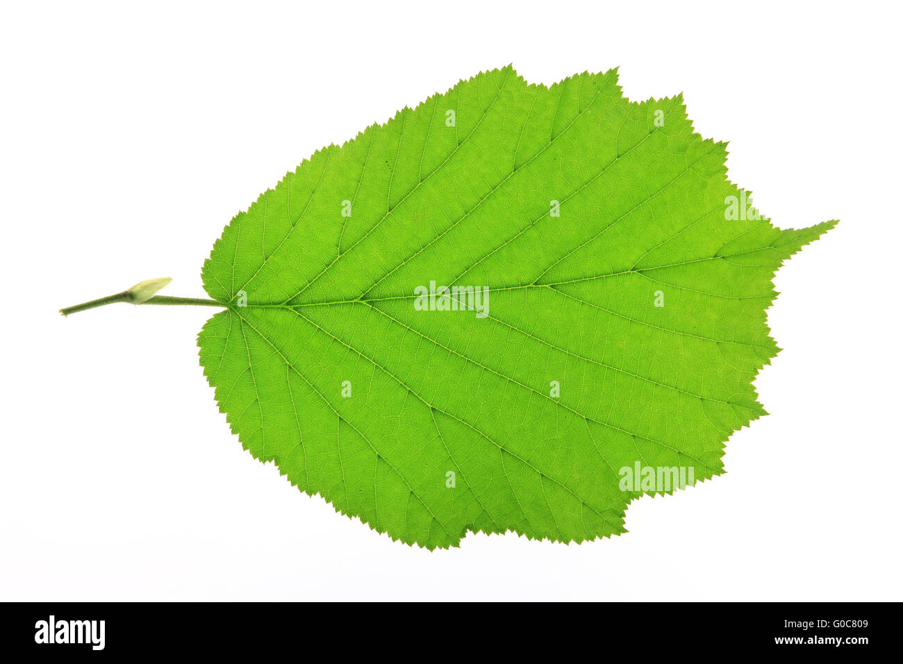 Blatt des Baumes Hasel (Corylus Avellana) Stockfoto