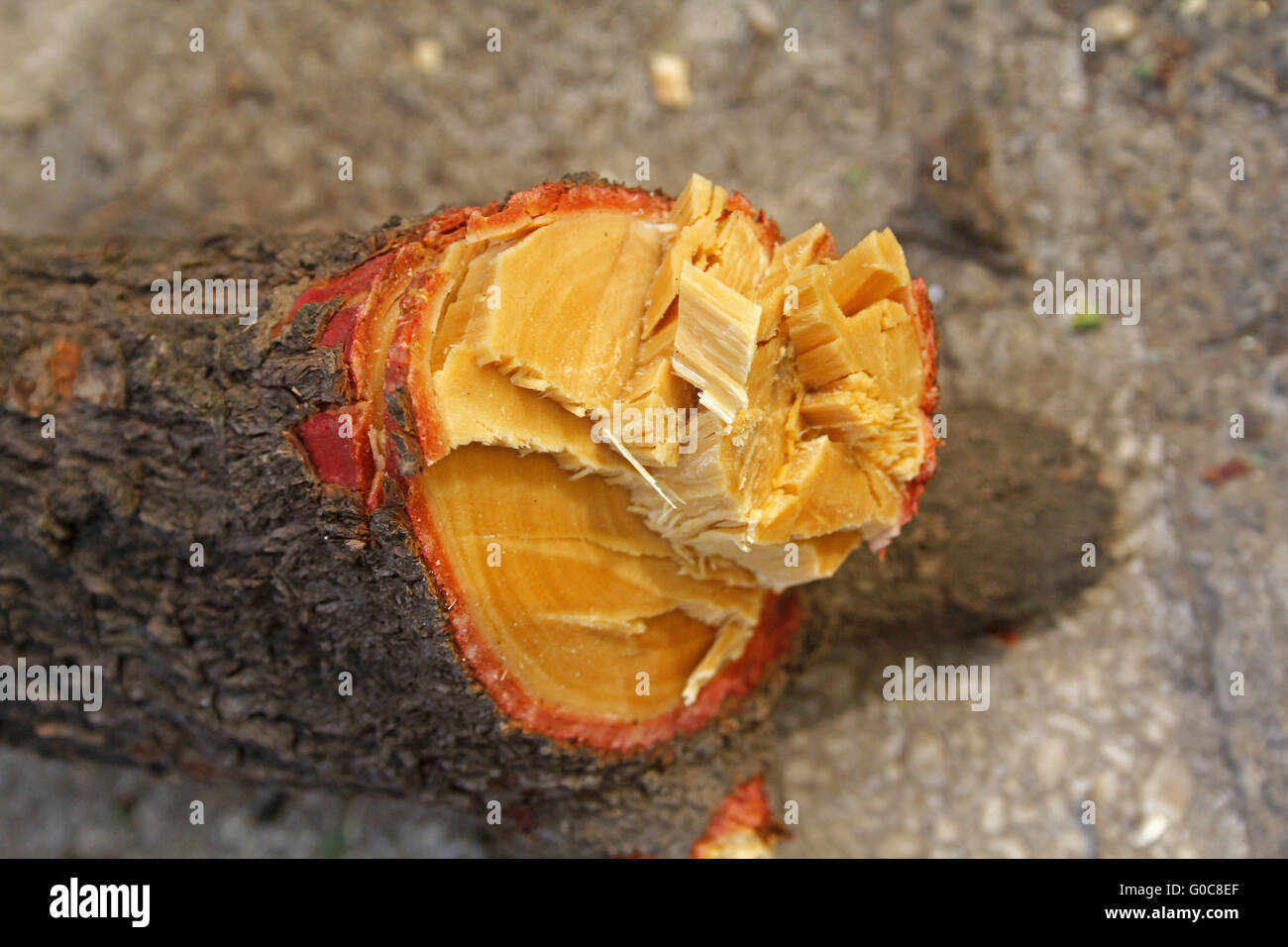 Tree Trunk-Abschnitt von Pterocarpus Santalinus, rotes Sandelholz Stockfoto
